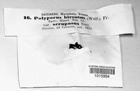 Polyporus hirsutulus image